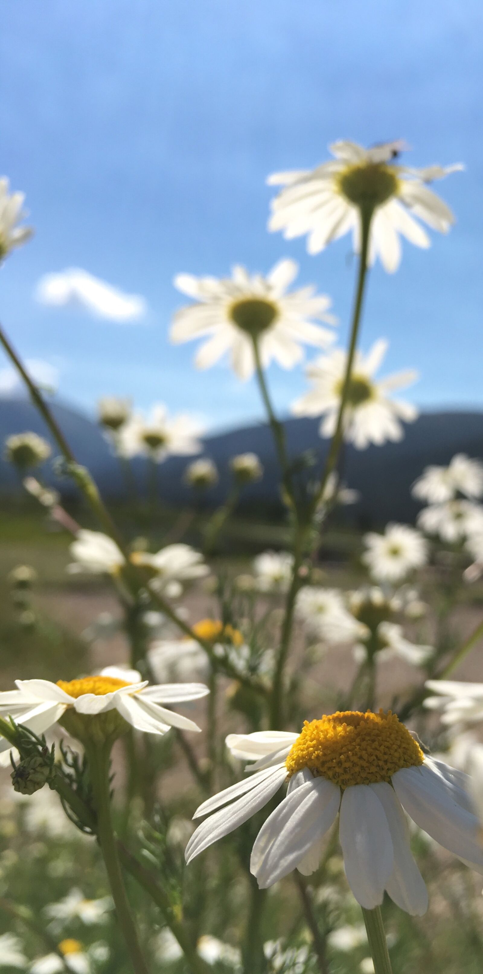 iPhone SE back camera 4.15mm f/2.2 sample photo. Daisies, flowers photography