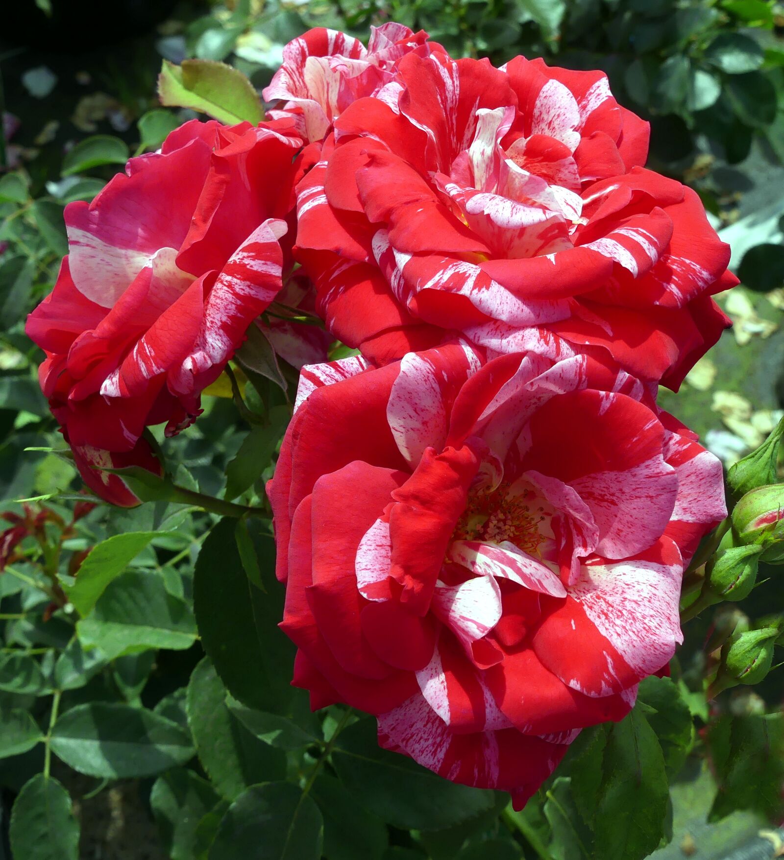 Panasonic Lumix DMC-FZ300 sample photo. Flowers, rose flower, edelrrose photography