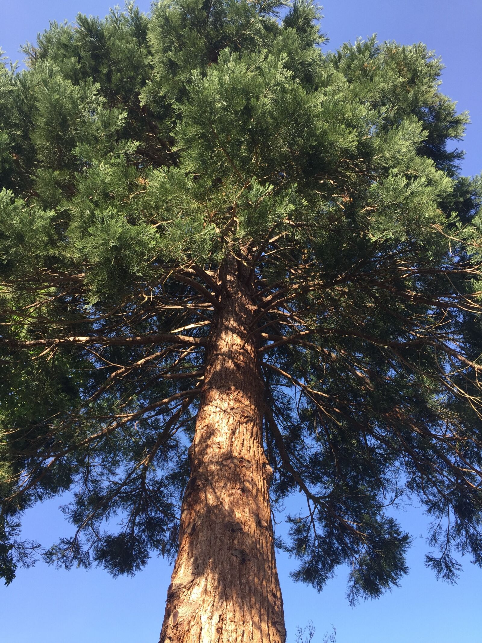 Apple iPhone 6 sample photo. Tree, redwood, tall photography
