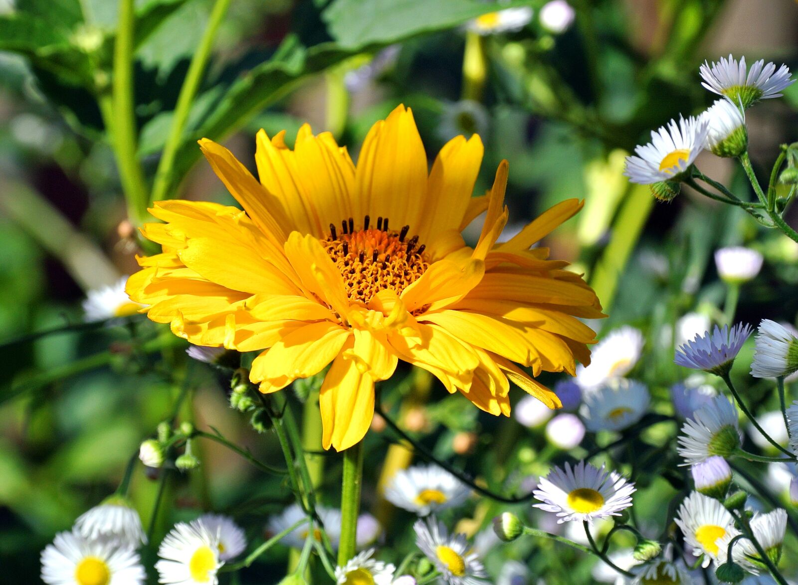 Nikon 1 Nikkor VR 30-110mm F3.8-5.6 sample photo. Coneflower, flower, blossom photography