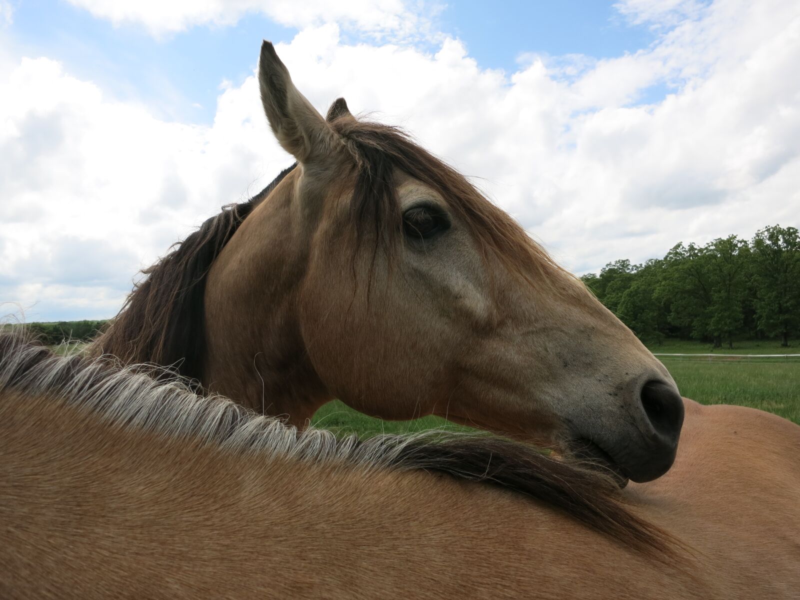 Canon PowerShot S110 sample photo. Horse, ranch, country photography