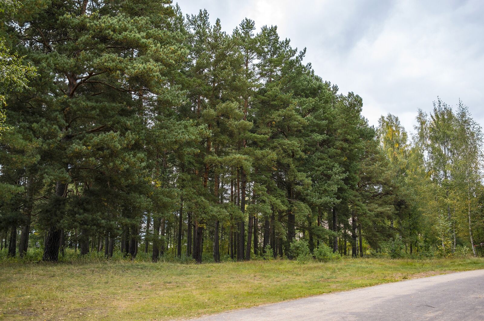 Nikon D3200 sample photo. Pine forest, forest, coniferous photography
