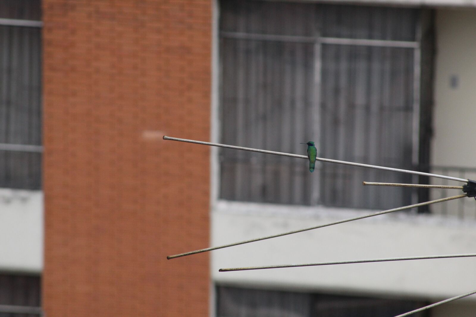 Canon EOS 1300D (EOS Rebel T6 / EOS Kiss X80) sample photo. Urban, metal, fauna photography