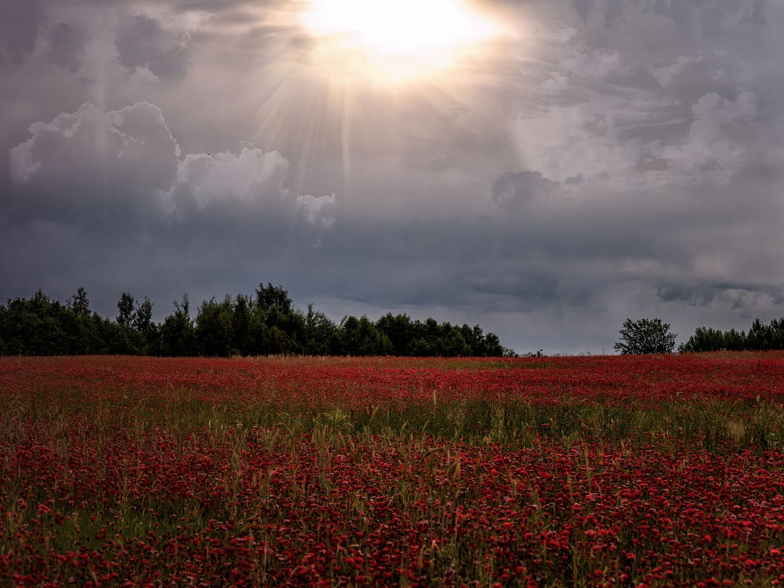 Tamron SP 24-70mm F2.8 Di VC USD G2 sample photo. Maki, landscape, field photography