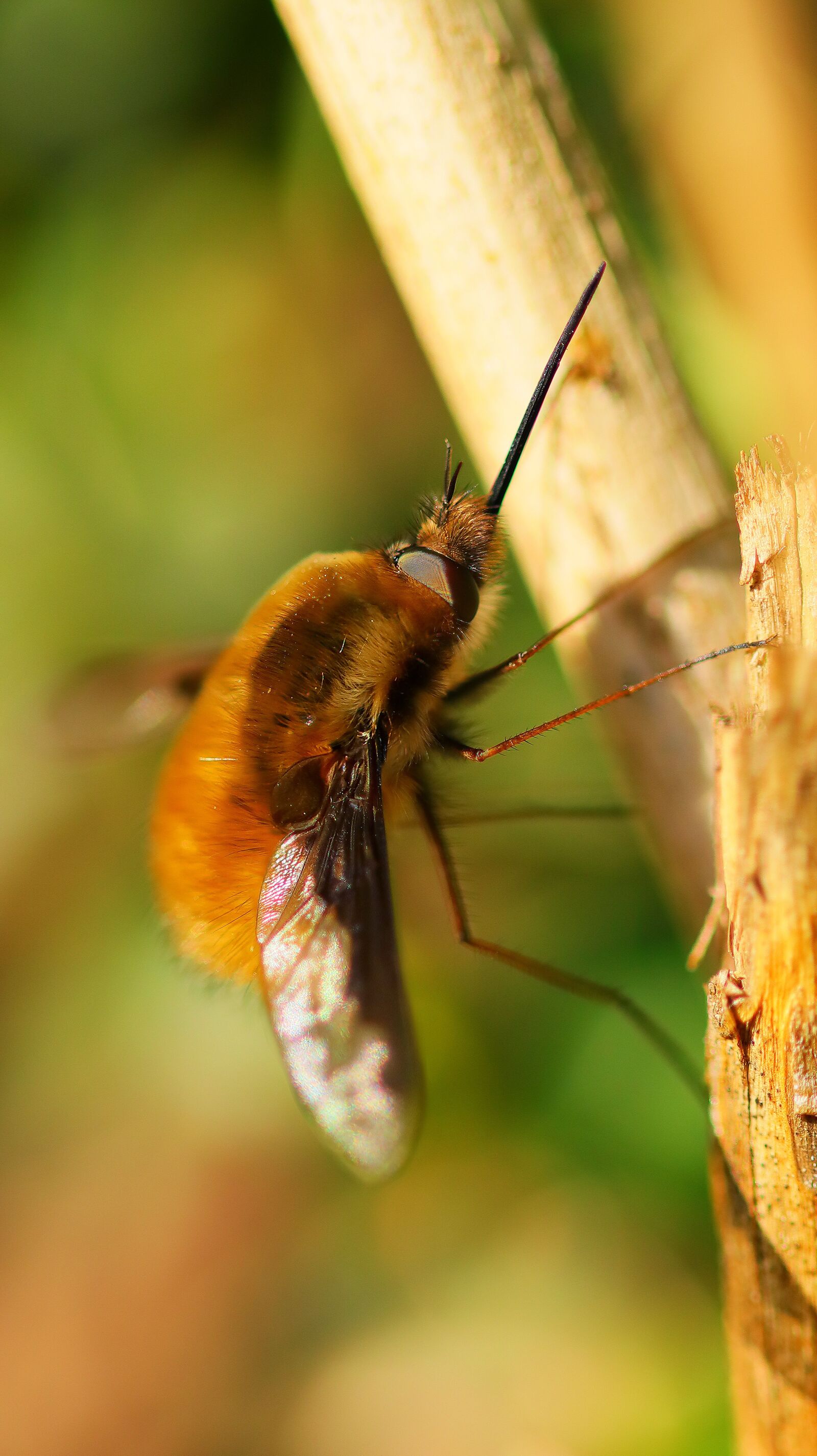 Canon EOS M50 (EOS Kiss M) sample photo. Bombyliidae, insect, fly photography