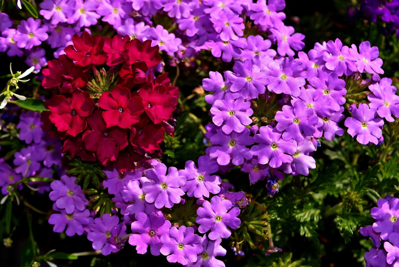 Nikon D7200 sample photo. Verbena, medicinal plant, flowers photography