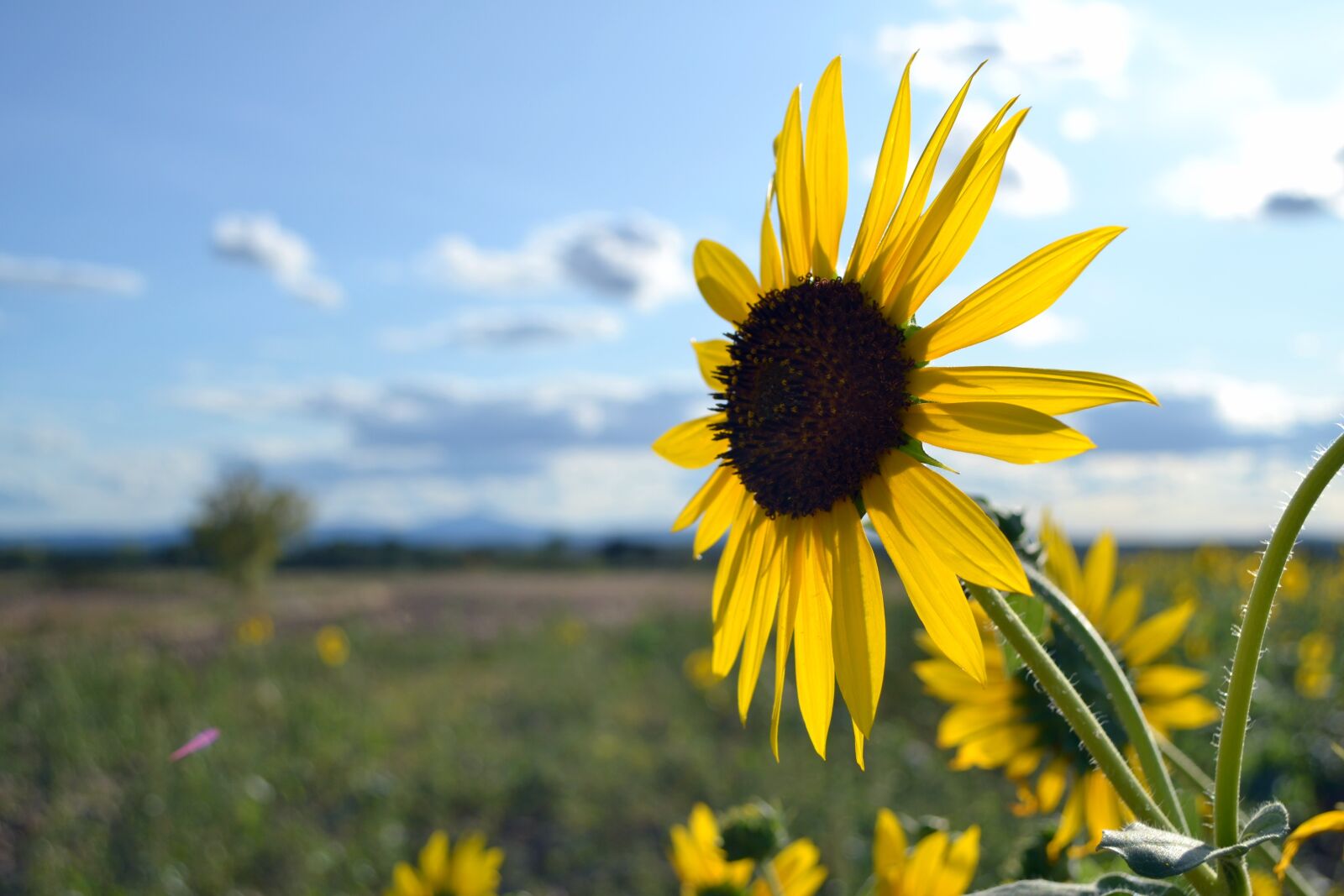 Nikon D3100 sample photo. Flower, sunflower, sunflowers photography