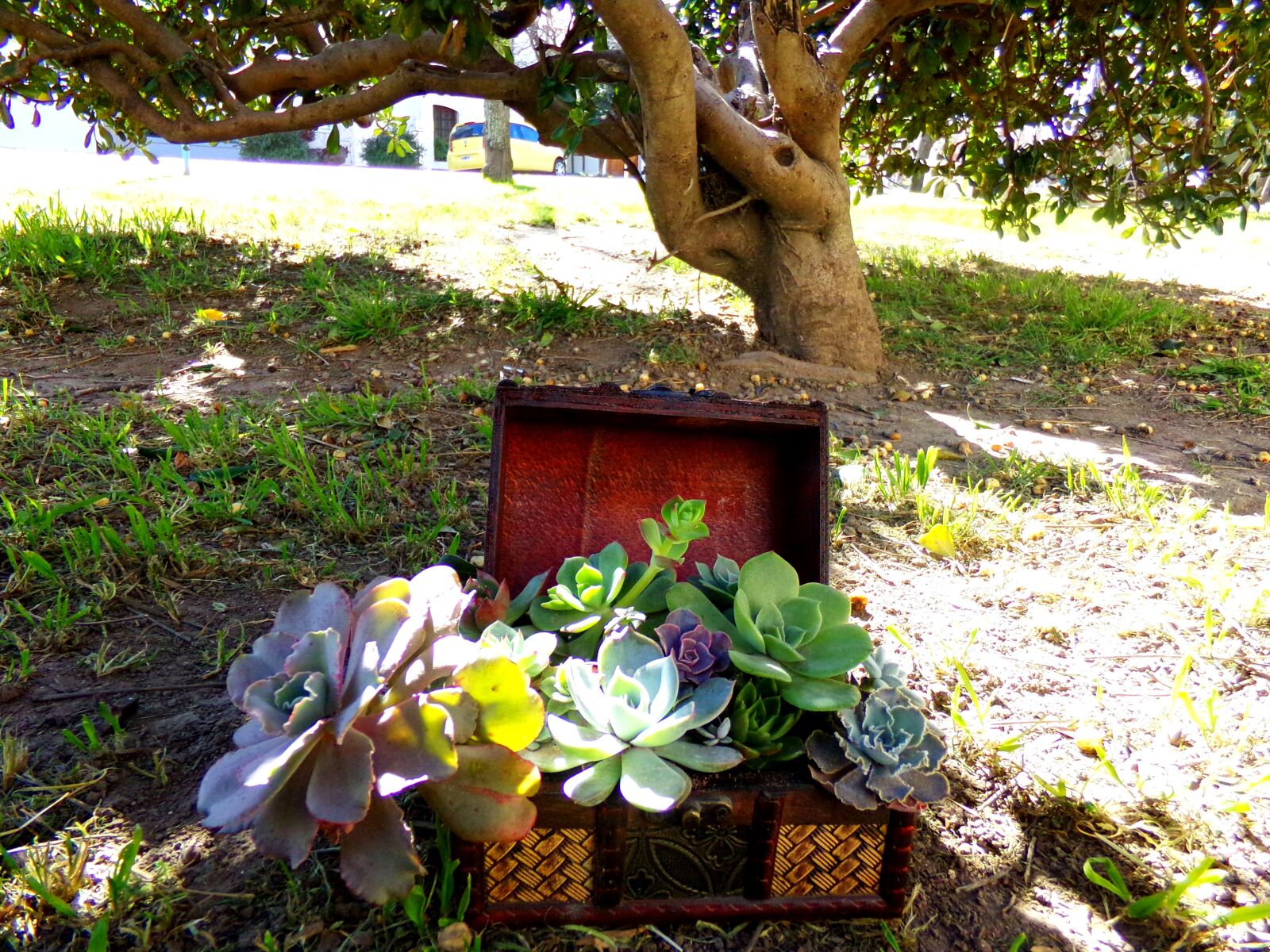 Kodak PIXPRO AZ251 sample photo. Plantas, crasa, suculenta photography