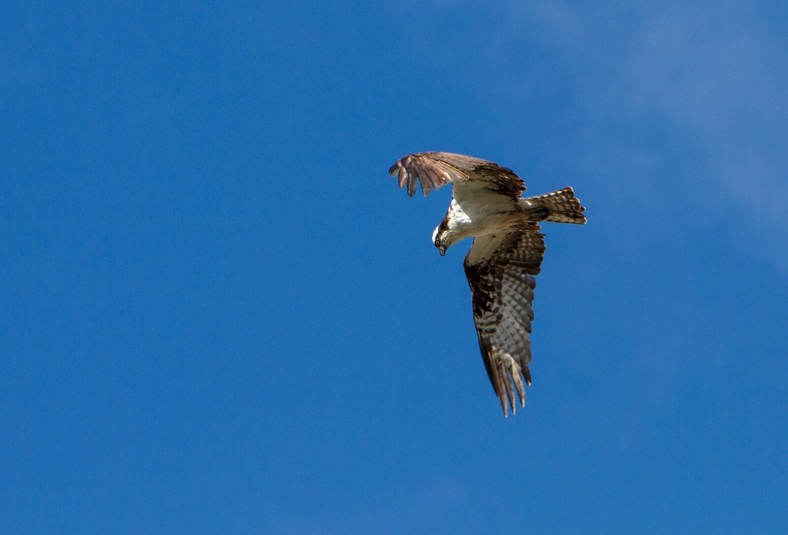 Canon EOS 7D + Canon EF 70-200mm F2.8L IS USM sample photo. Bird, osprey, flying photography