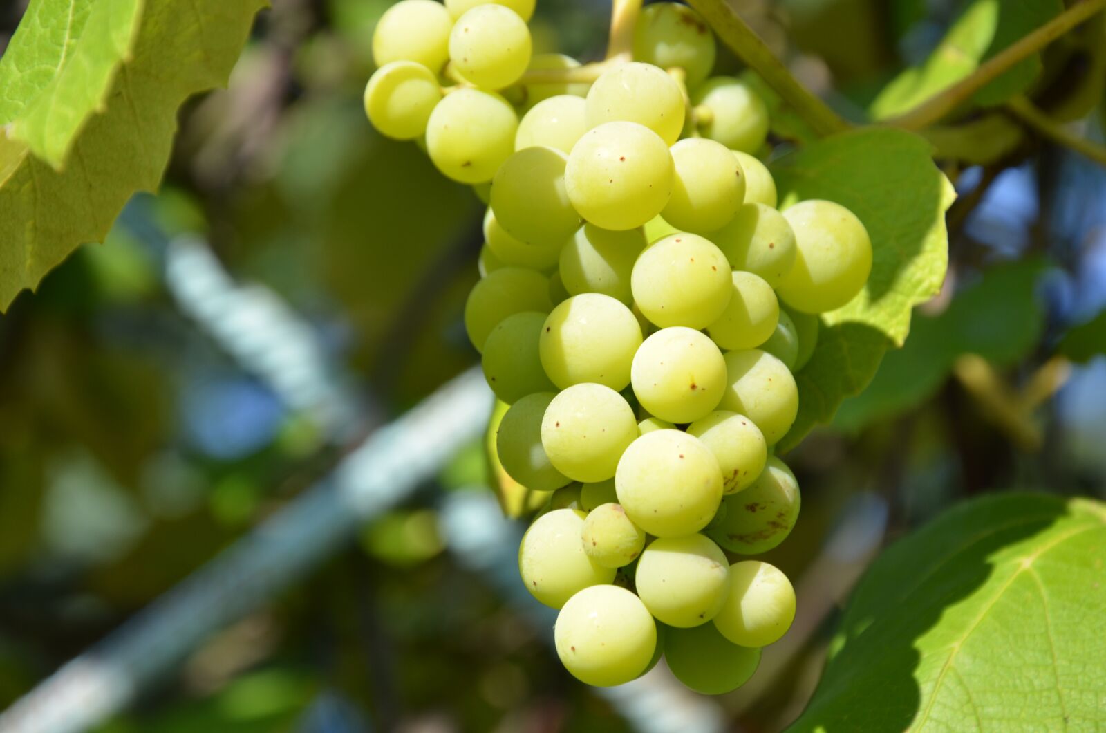 Nikon D7000 sample photo. Grapes, green, gardening photography