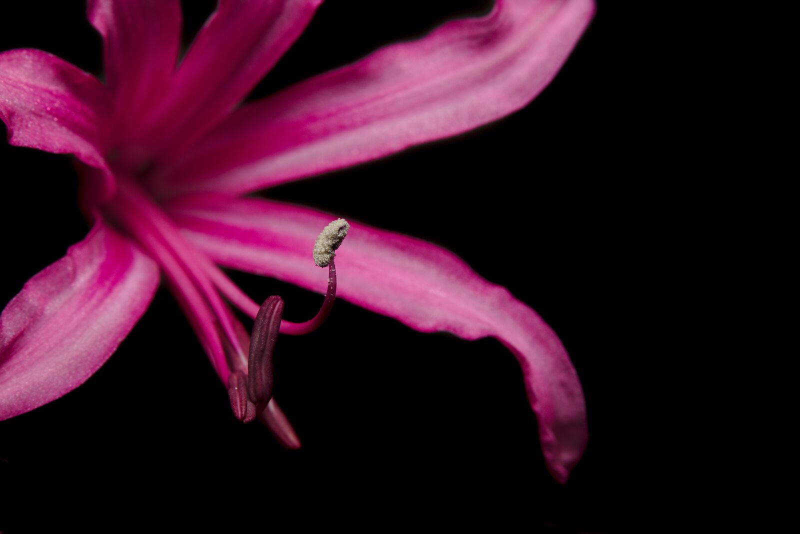 Canon EOS M5 sample photo. Blossom, bloom, violet photography