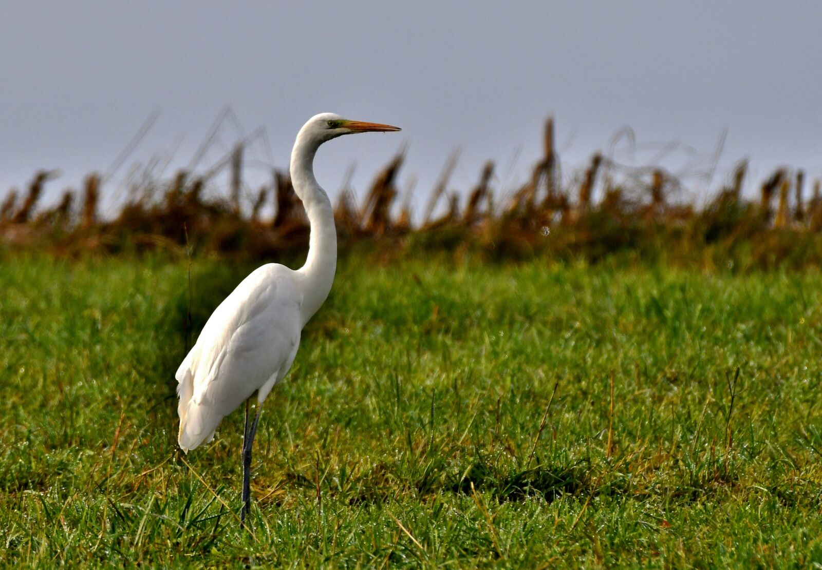 Nikon D500 sample photo. Egret, bird, feathers photography