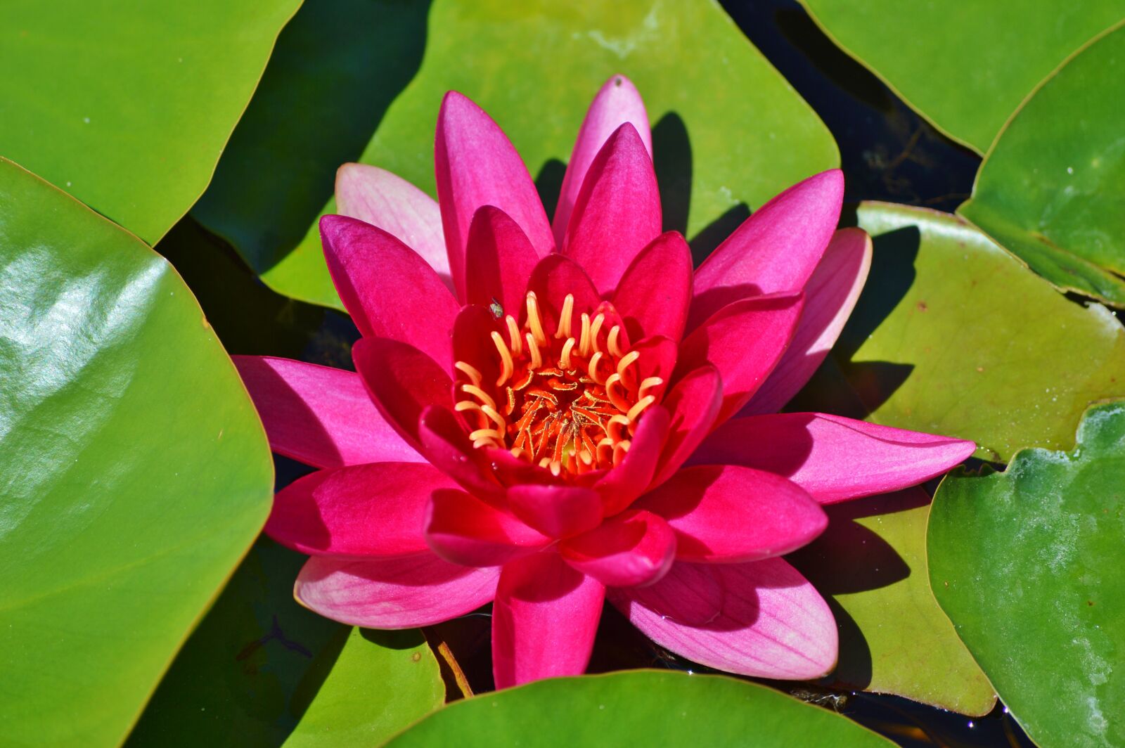 Nikon D3200 sample photo. Water lily, rose, flower photography
