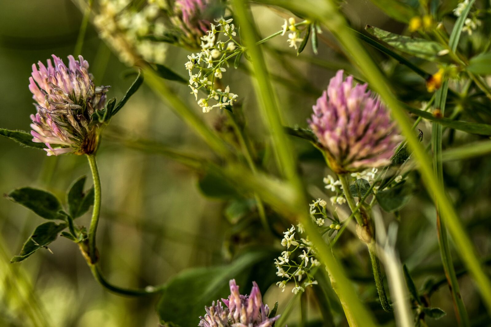Canon EOS 7D Mark II sample photo. Wildflower, flower, nature photography