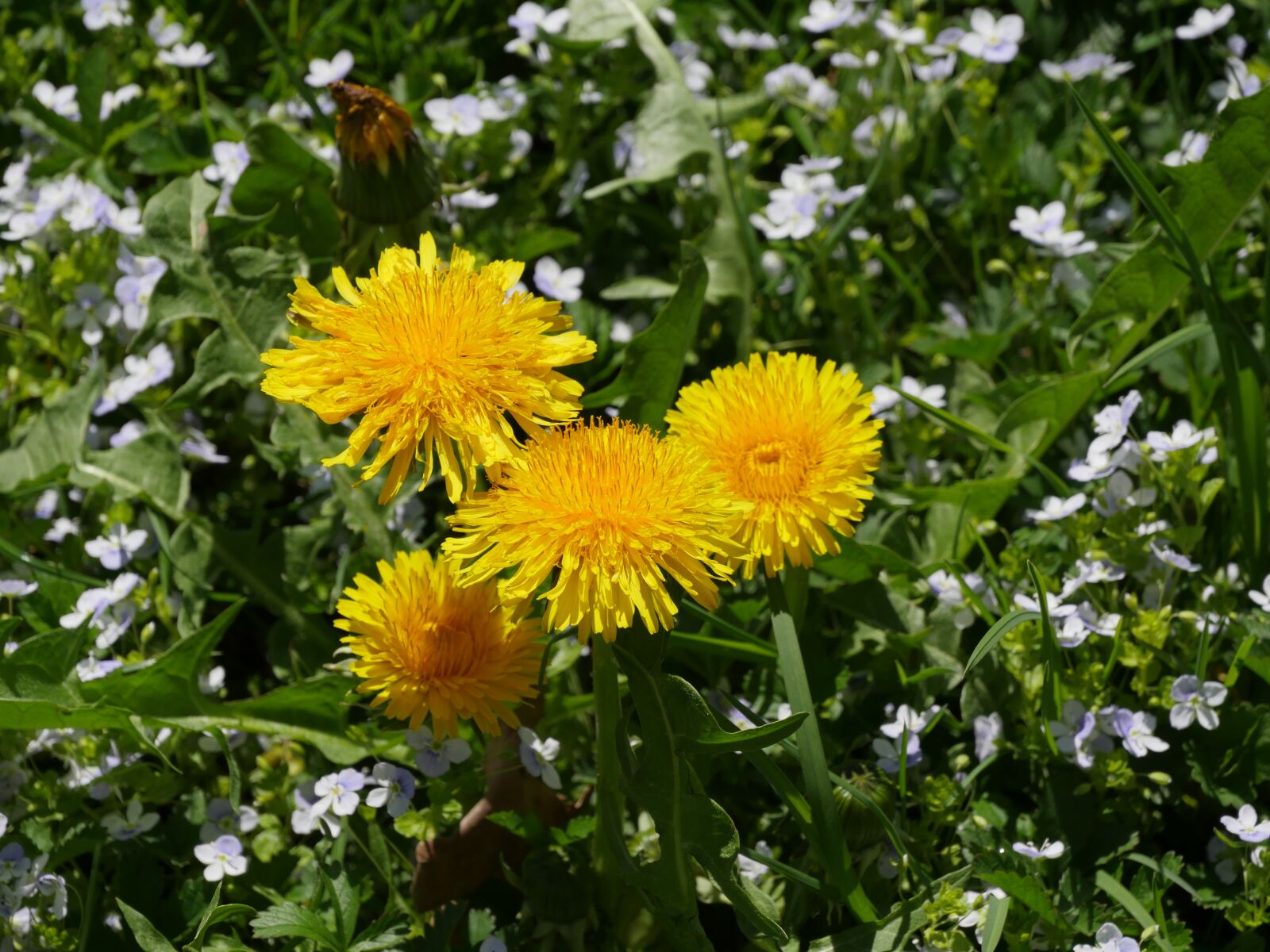 Panasonic Lumix DMC-GH4 sample photo. Dandelion, flower, nature photography