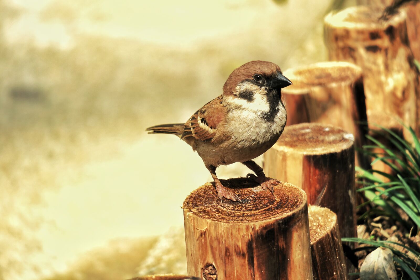 Canon PowerShot G3 X sample photo. Nature, bird, wildlife photography