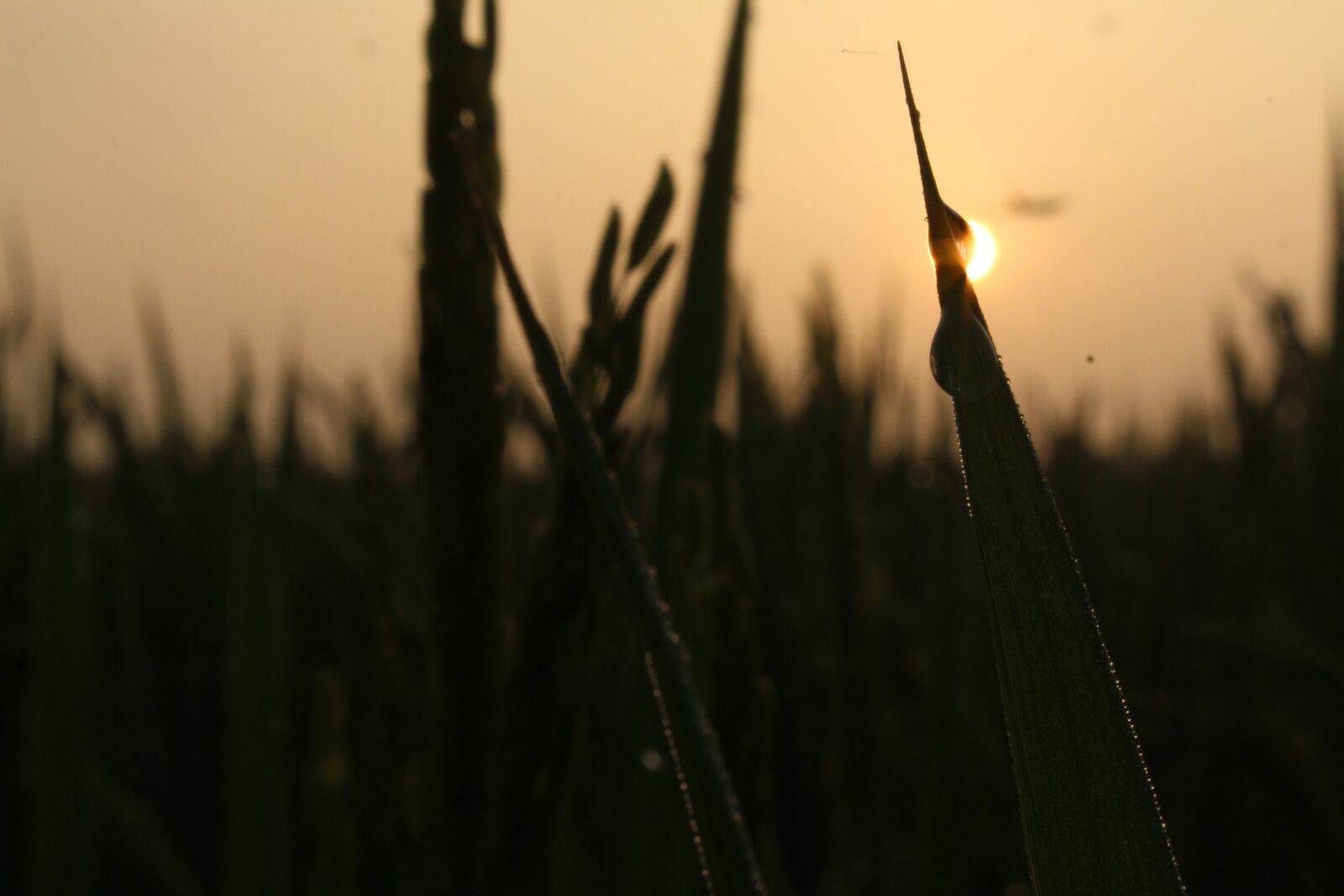 Canon EOS 700D (EOS Rebel T5i / EOS Kiss X7i) sample photo. The sun, dawn, orange photography