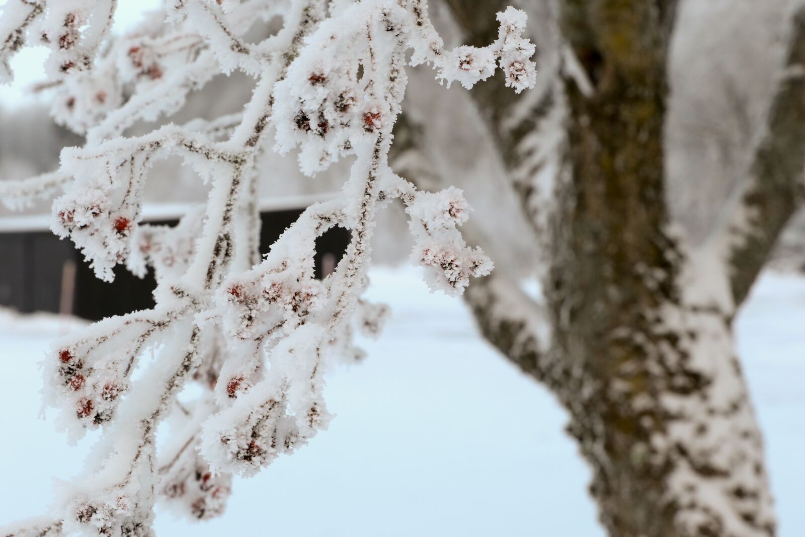 Canon EOS 7D Mark II sample photo. Tree, winter, frost photography