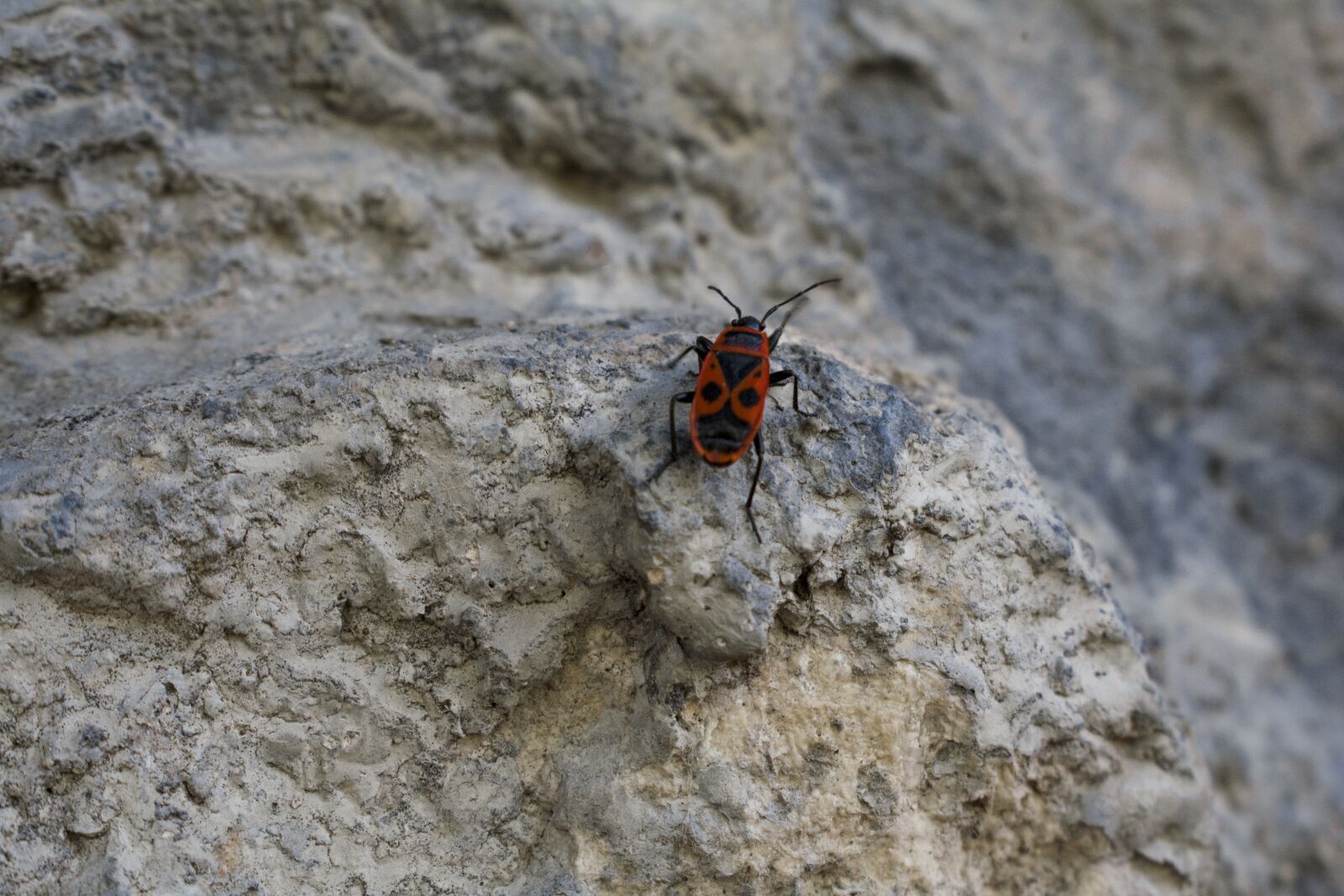 Nikon D5200 sample photo. Beetle, stone, red photography