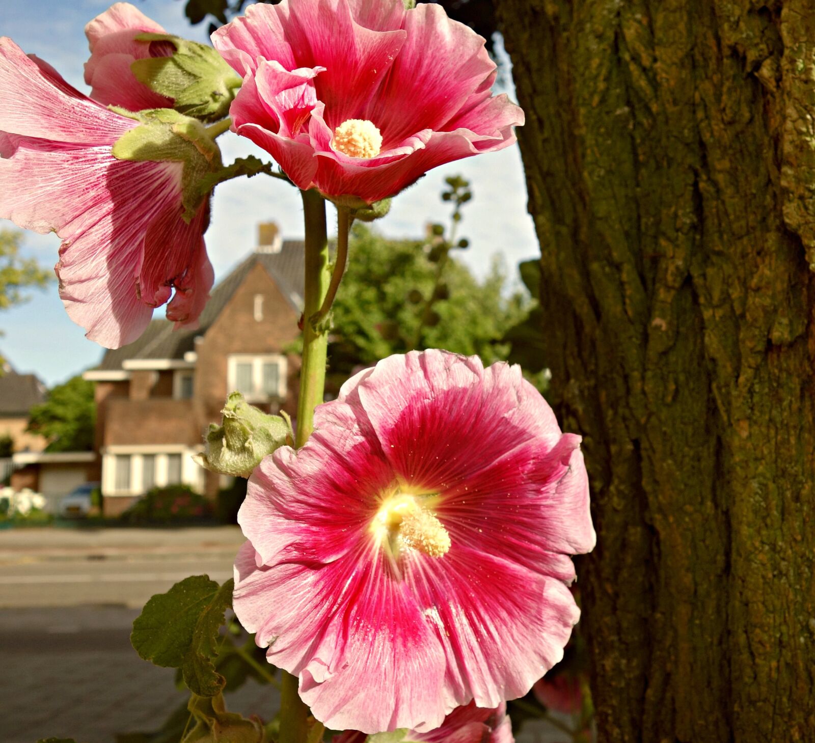 Sony Cyber-shot DSC-RX100 sample photo. Flower, hollyhock, common hollyhock photography