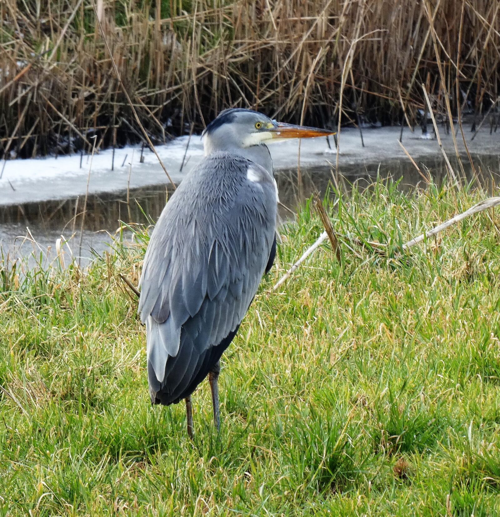 Panasonic DC-FZ83 sample photo. Birds, wildlife, nature photography