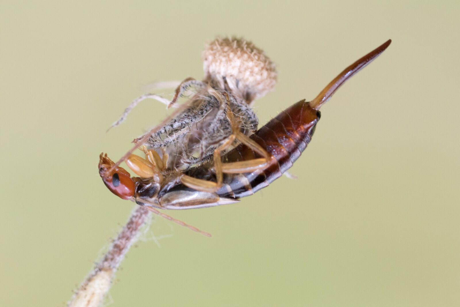 Canon EOS 7D Mark II sample photo. Earwig, earwigs, dermaptera photography