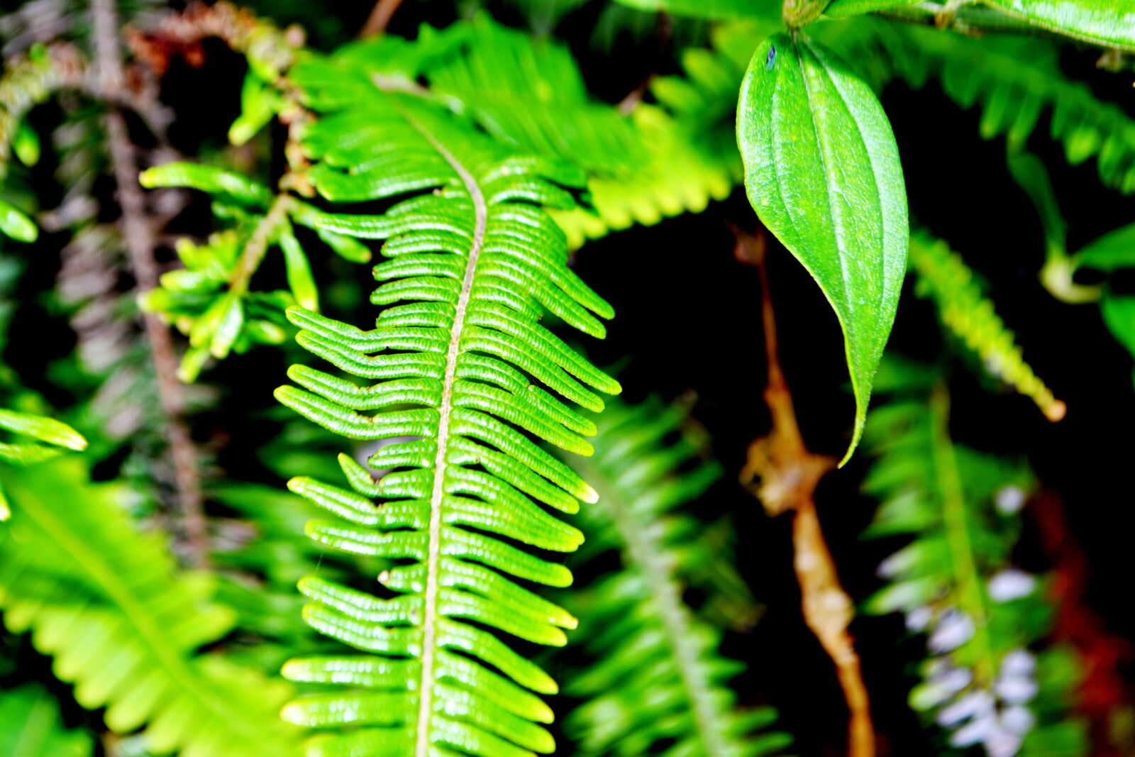 Nikon D5200 sample photo. Green, plants, nature photography