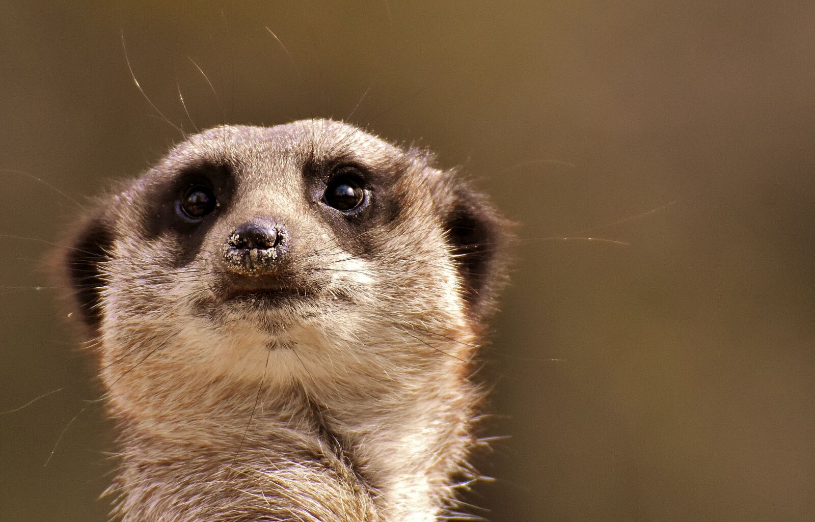 Nikon D7200 sample photo. Meerkat, animal, nature photography