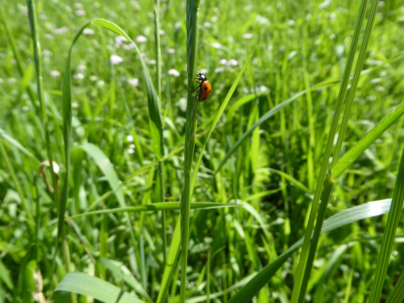 Panasonic DMC-TZ61 sample photo. Summer, grass, meadow photography