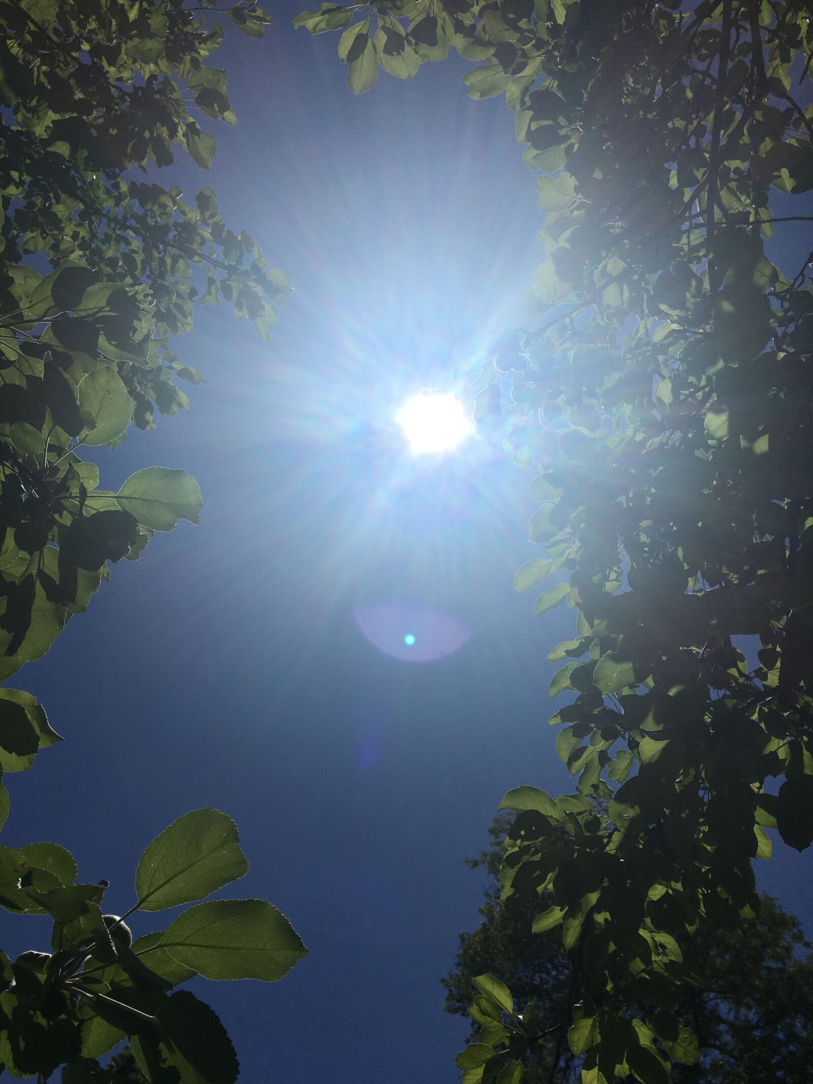 iPhone 6s Plus back camera 4.15mm f/2.2 sample photo. Sunlight, enchanted, forest photography