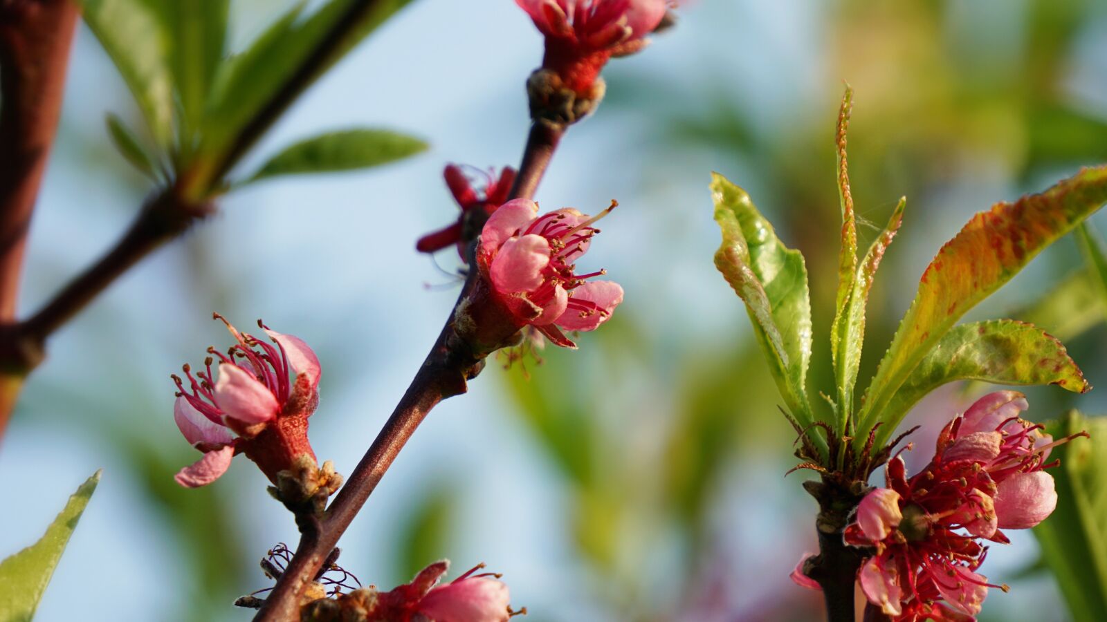 Sony a6000 sample photo. Blossom, bloom, pink photography