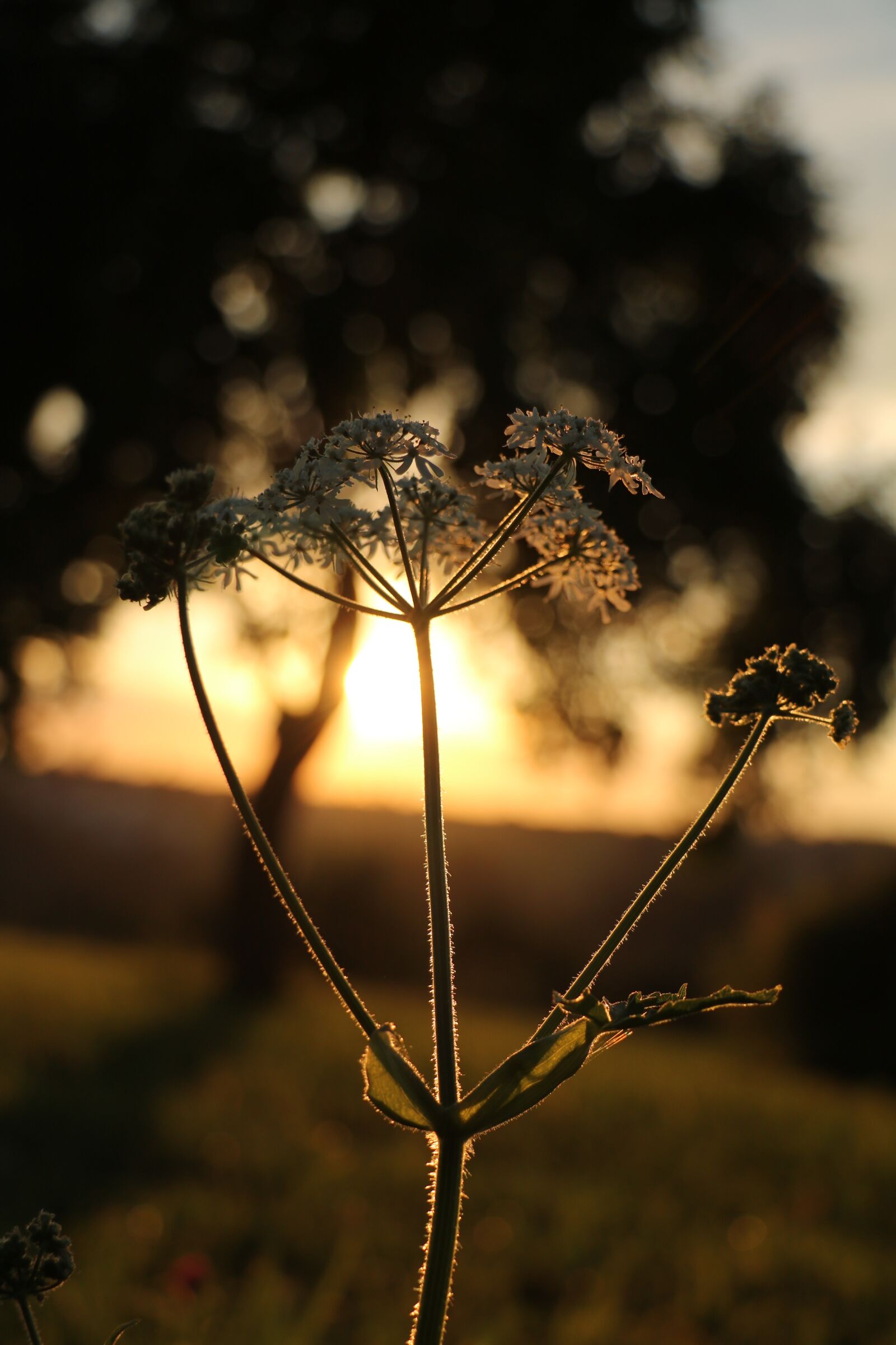 Canon EOS 750D (EOS Rebel T6i / EOS Kiss X8i) sample photo. Sunset, tree, meadow photography