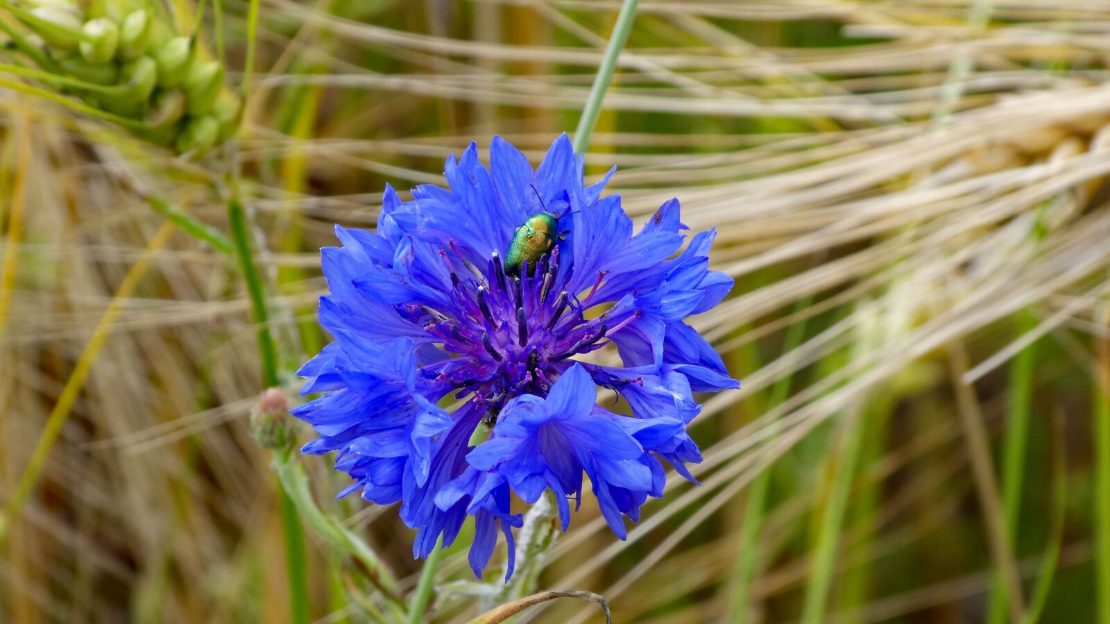Panasonic DMC-TZ81 sample photo. Cornflower, beetle, blue photography
