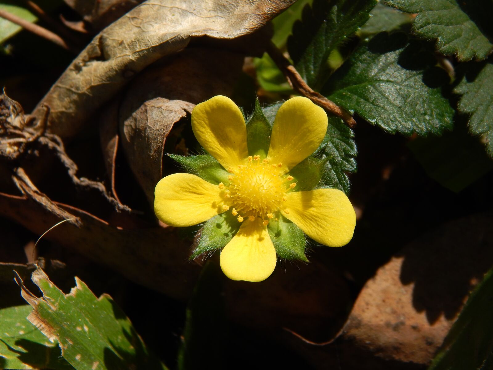 Nikon Coolpix L820 sample photo. Yellow flower, strawberry, wild photography