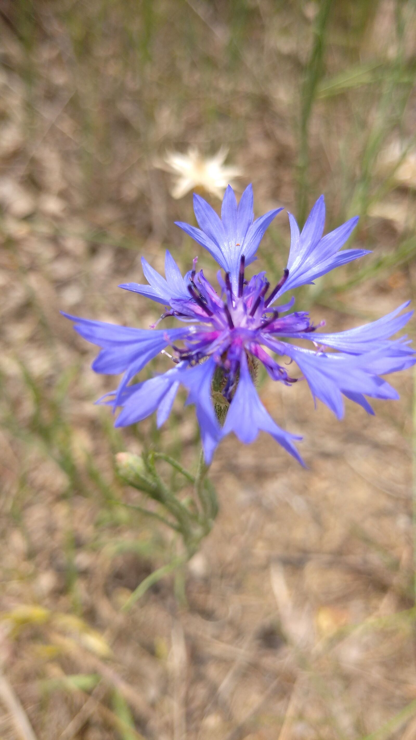 Xiaomi Redmi 8A sample photo. Wild flowers, blue, purple photography