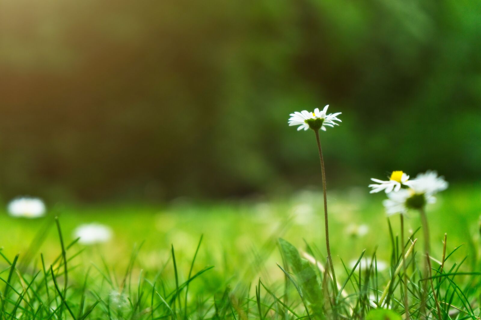 Sony FE 28-70mm F3.5-5.6 OSS sample photo. Daisy, grass, meadow photography