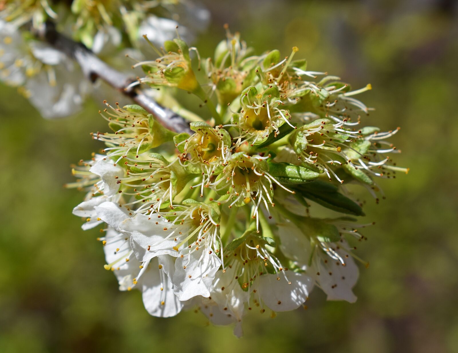 Nikon D3300 sample photo. New cherry leaves, spent photography