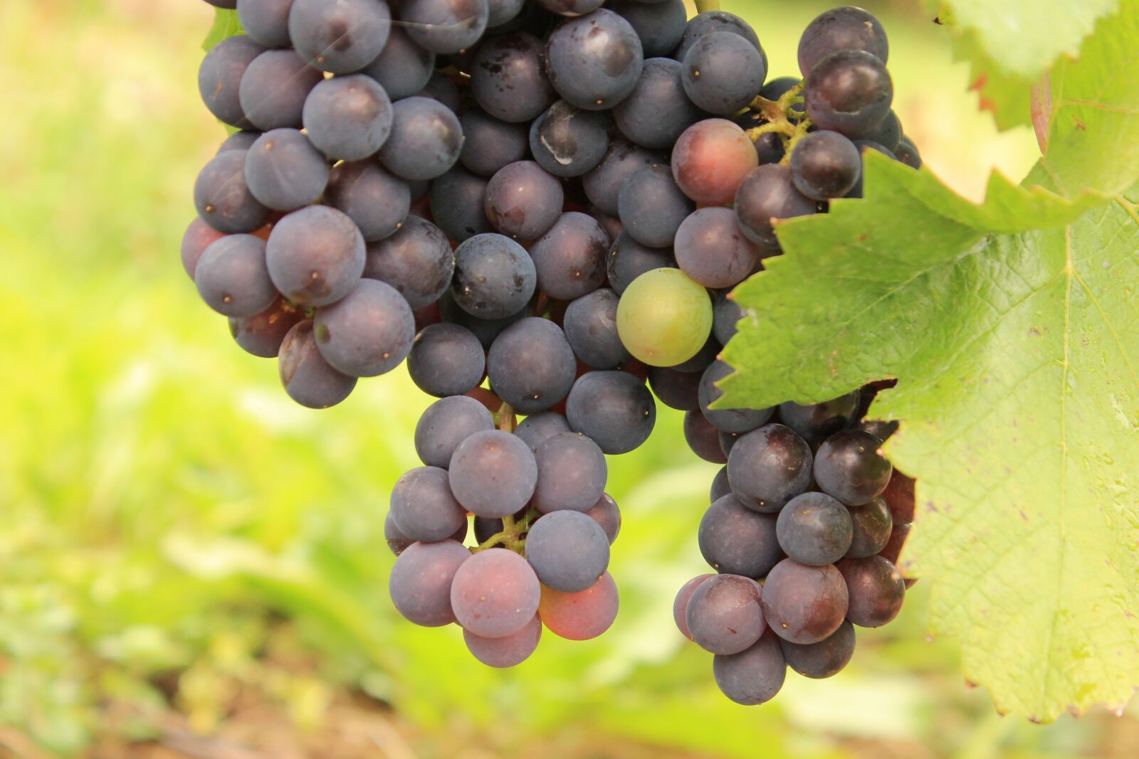Canon EOS 1100D (EOS Rebel T3 / EOS Kiss X50) sample photo. Grape, inherit, wine photography