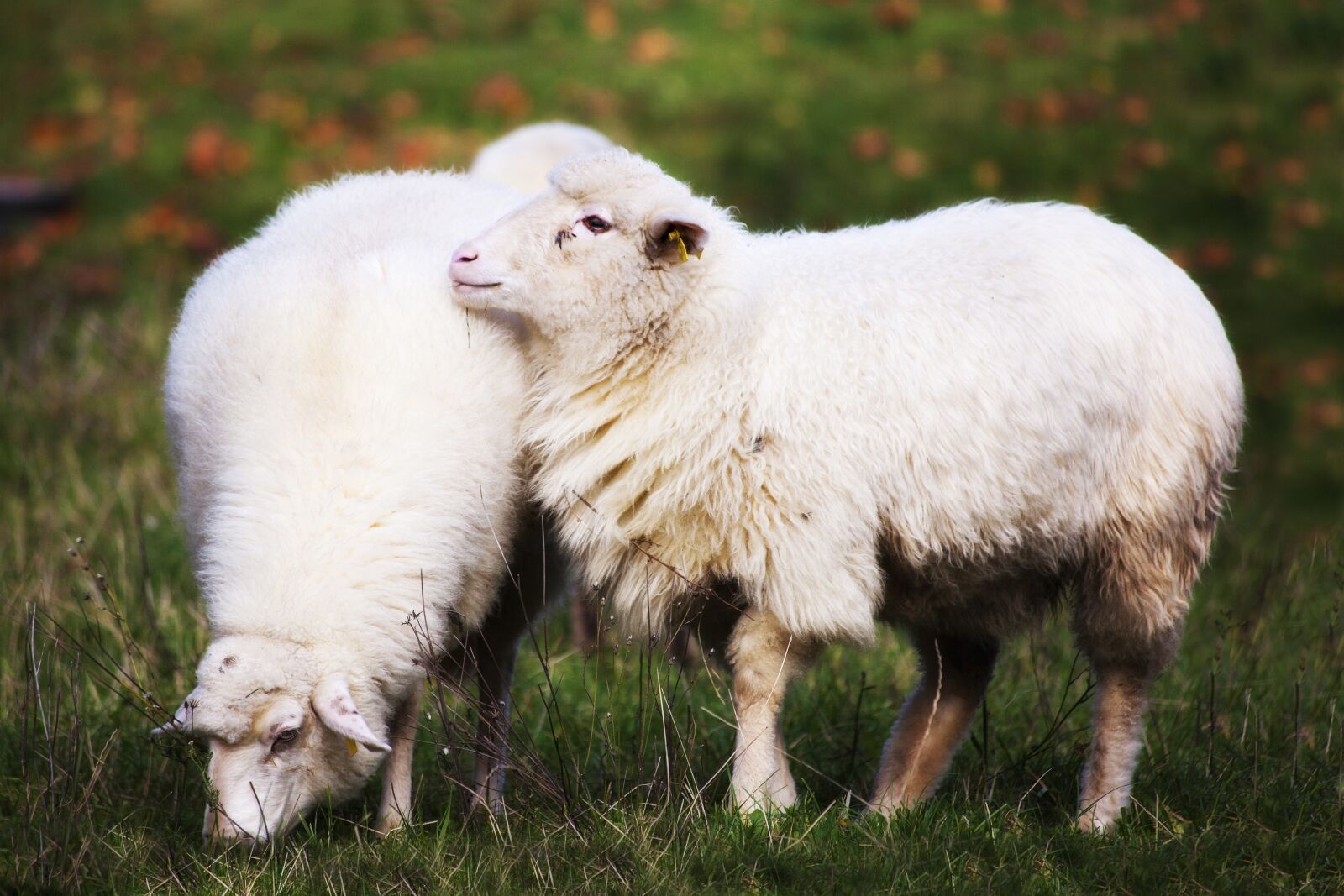Canon EF 70-300mm F4-5.6 IS USM sample photo. Sheep, home, animals photography