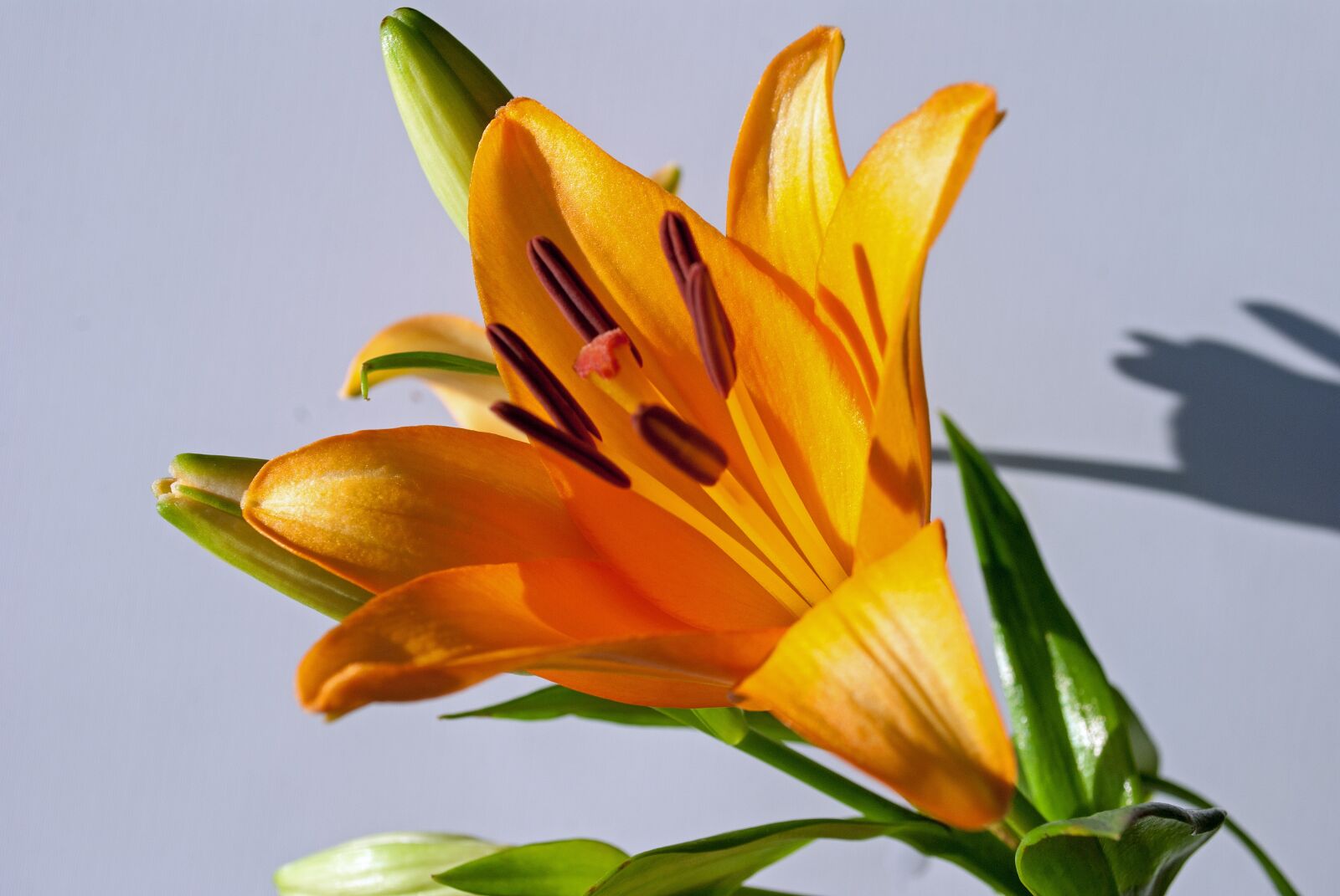 Nikon D3000 sample photo. Tiger lily, lily, spring photography