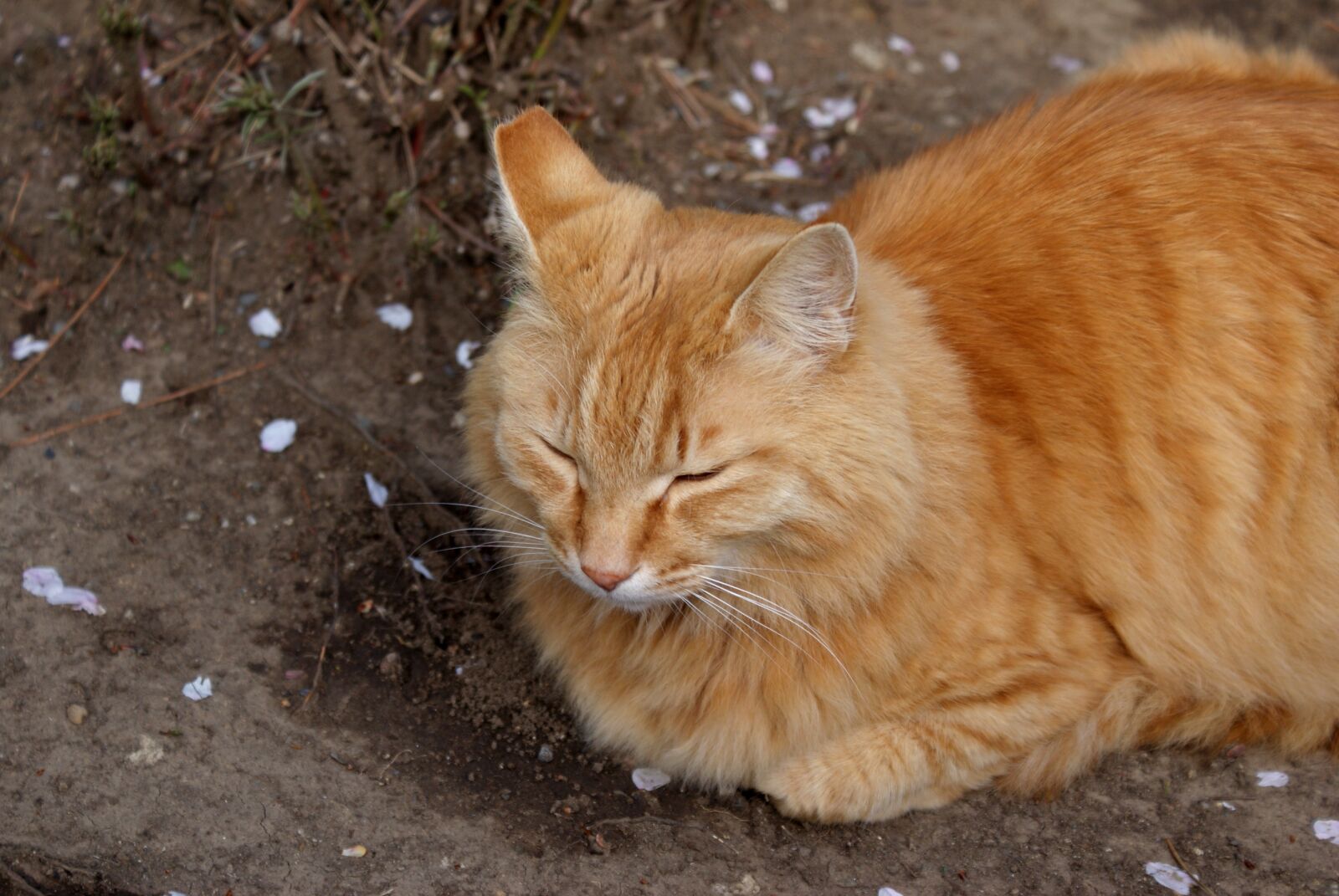 Sony Alpha DSLR-A200 sample photo. Cat, red cat, animal photography