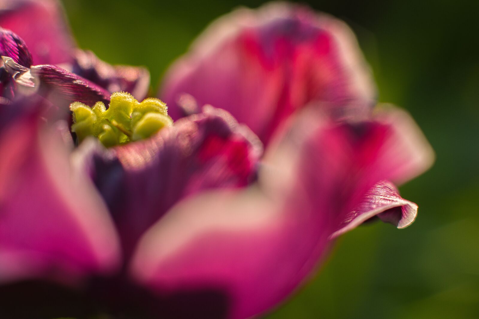 Nikon D7200 sample photo. Flower, sunrise, nature photography