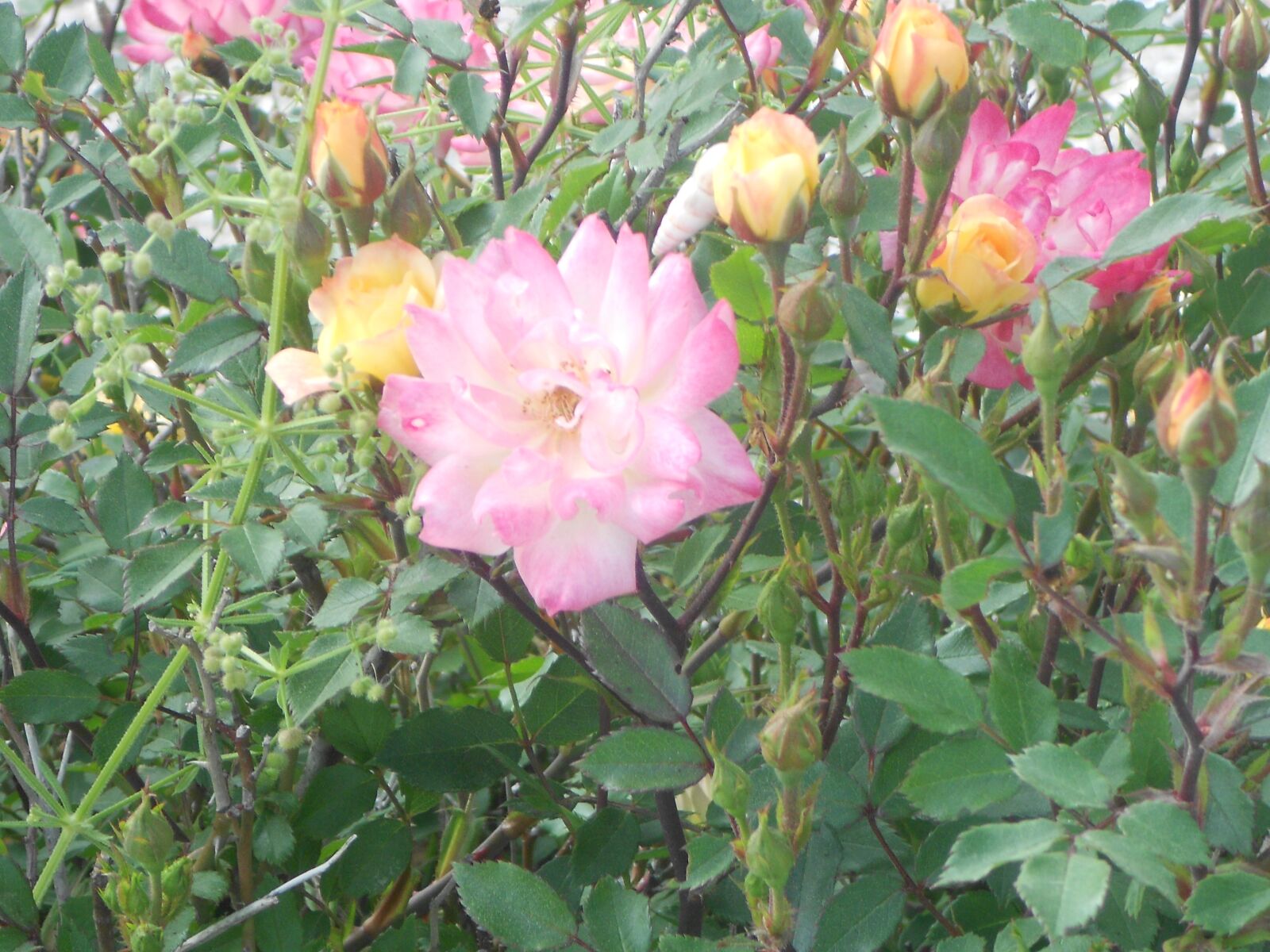 Nikon Coolpix S3100 sample photo. Rose, nature, flower photography