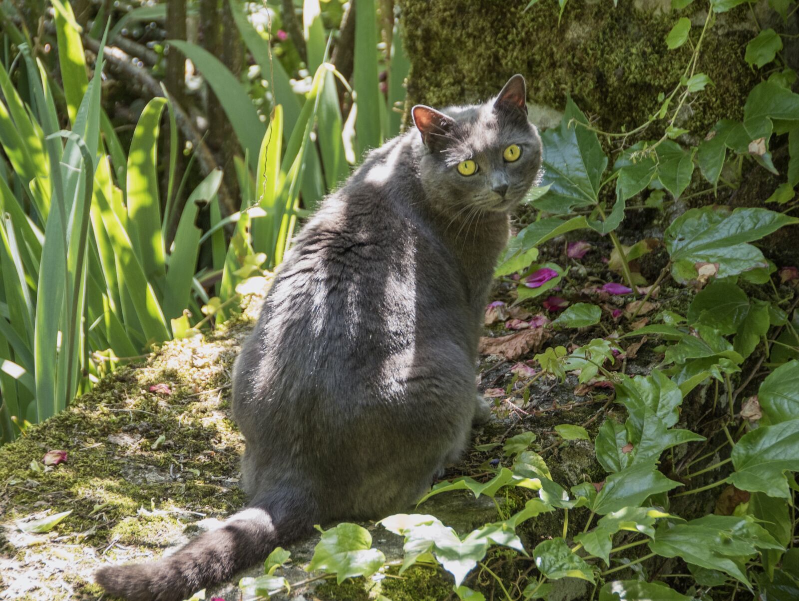 Nikon D5600 sample photo. Cat, feline, green photography