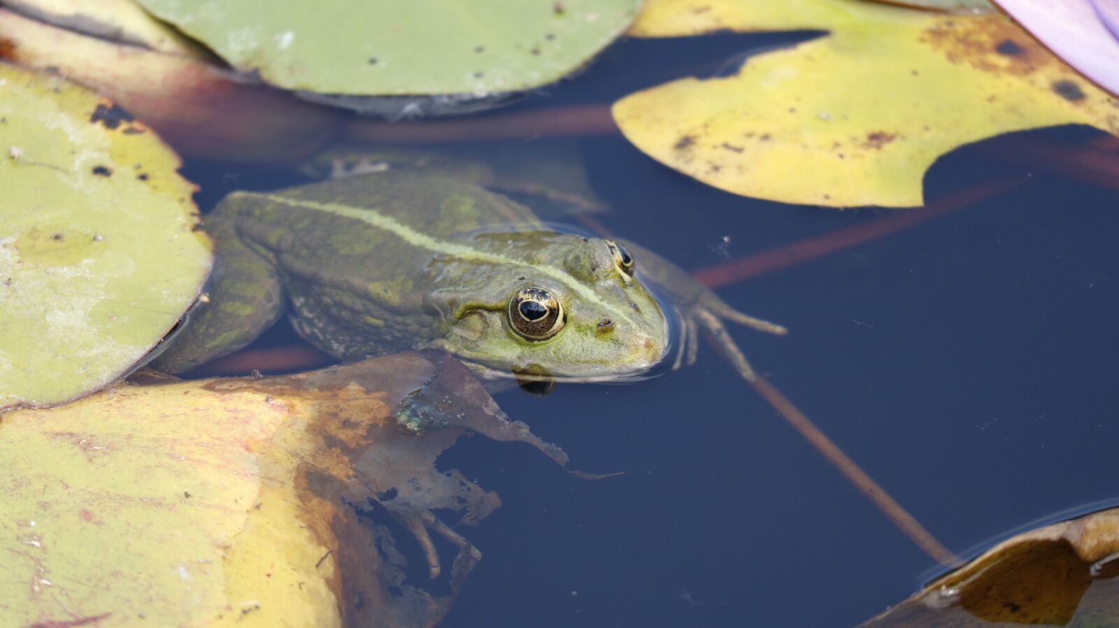 Canon EOS M50 (EOS Kiss M) + Canon EF-M 55-200mm F4.5-6.3 IS STM sample photo. The frog, amphibian, water photography