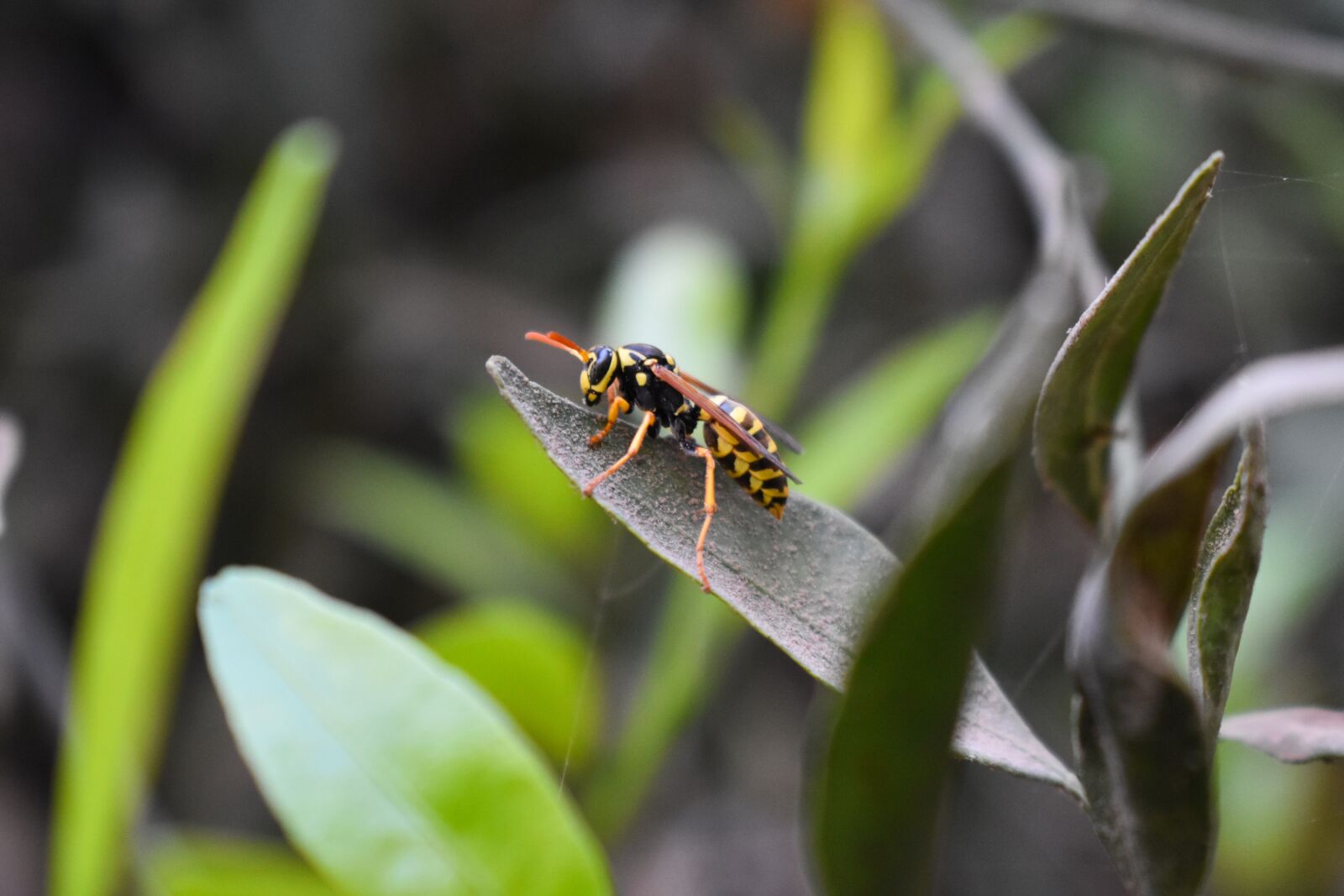 Nikon D3400 sample photo. Wasp, green, leaves photography