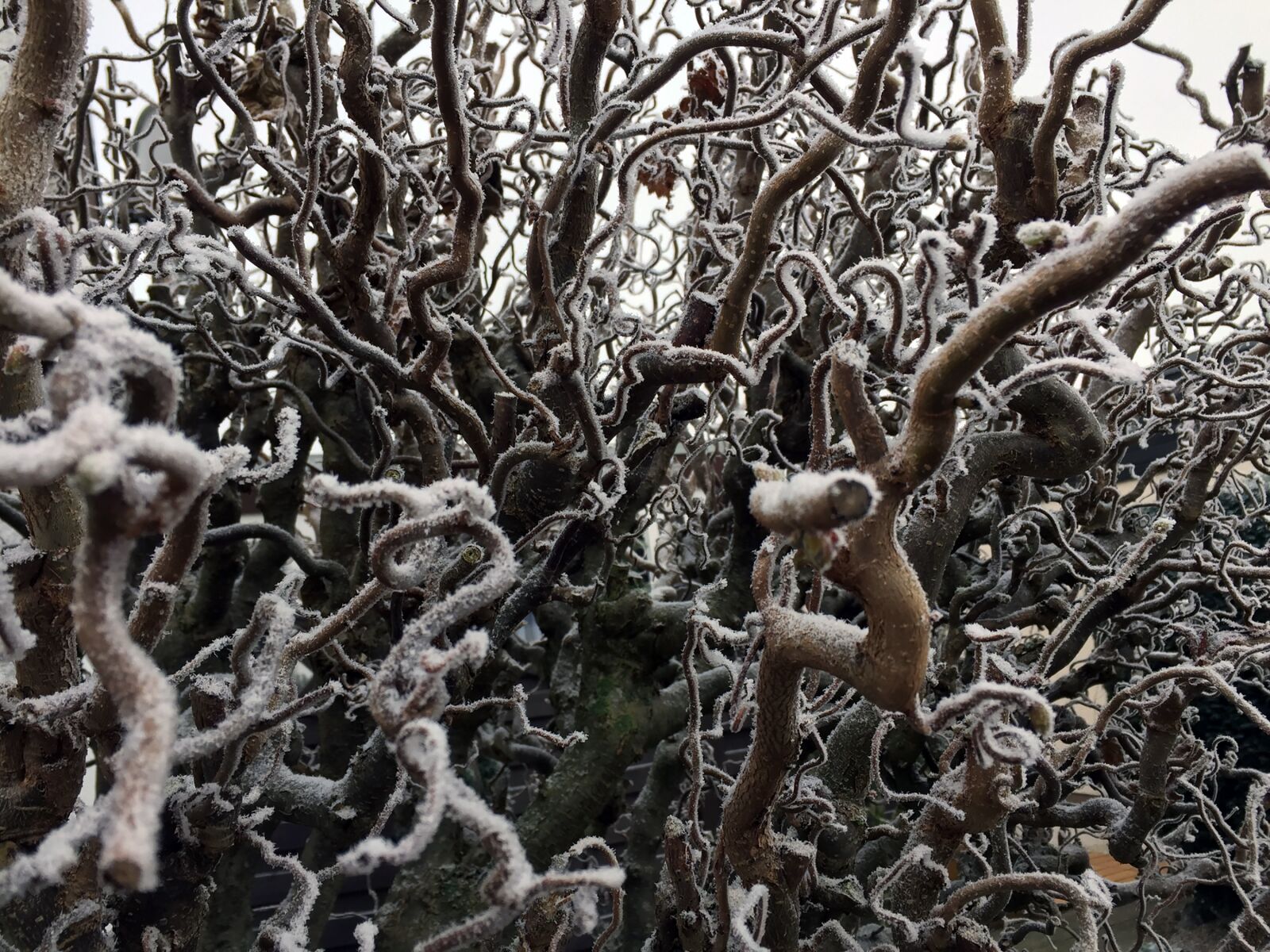 iPhone 6 back camera 4.15mm f/2.2 sample photo. Hazel, winter, nature photography