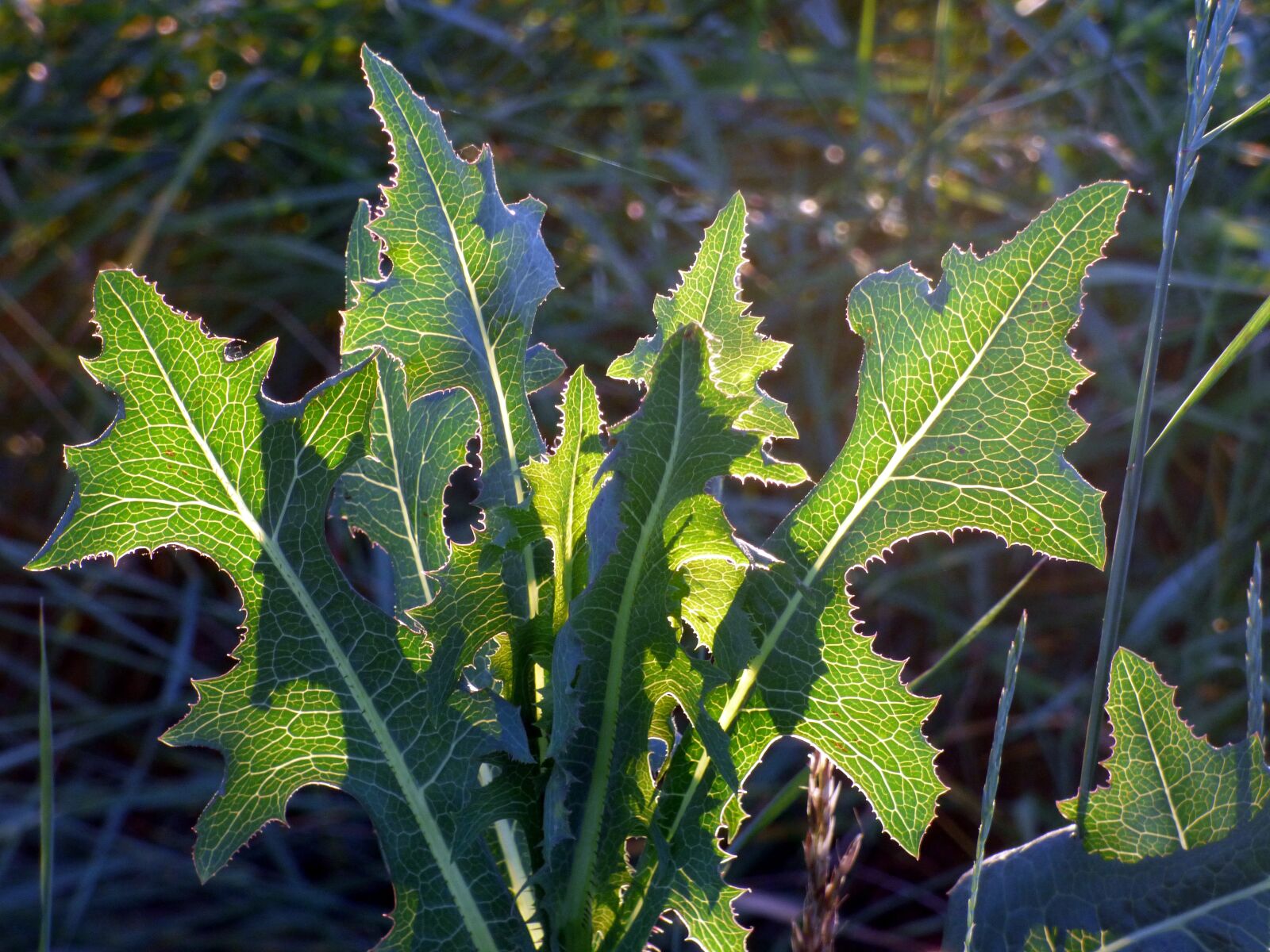 Panasonic DMC-FZ72 sample photo. Leaves, forest, transparency photography