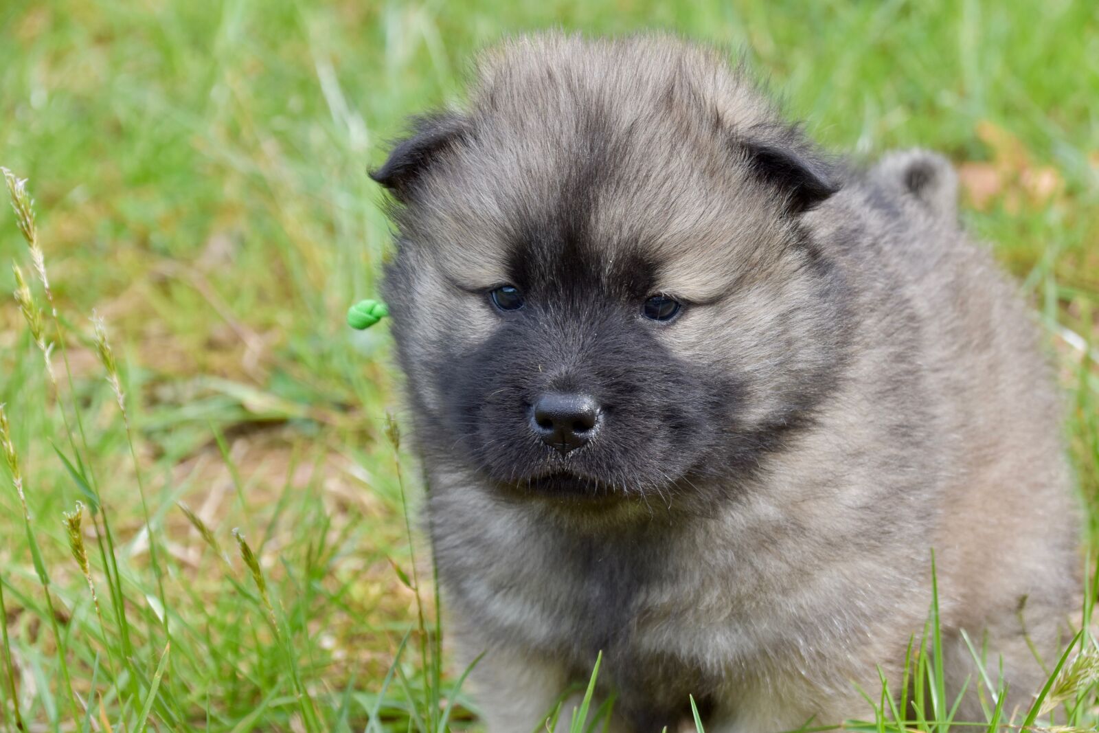 Nikon D5600 sample photo. Dog, puppy, young dog photography
