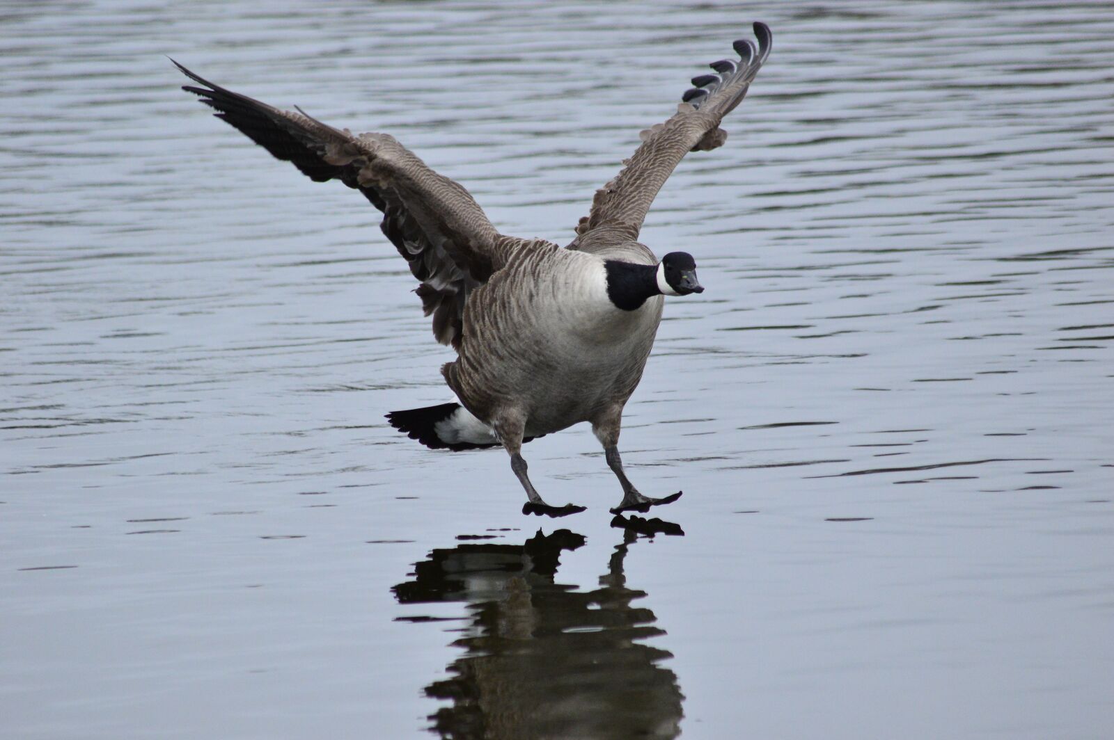 Nikon D3200 sample photo. Bird, goose, landing photography